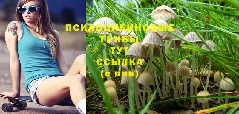 Галлюциногенные грибы Psilocybe  ОМГ ОМГ tor  Белёв 